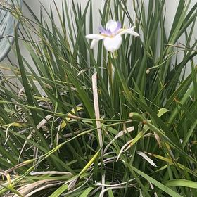 Photo of the plant species Dietes Grandiflora by @SmileyCowbane5 named Fernie Mercury on Greg, the plant care app
