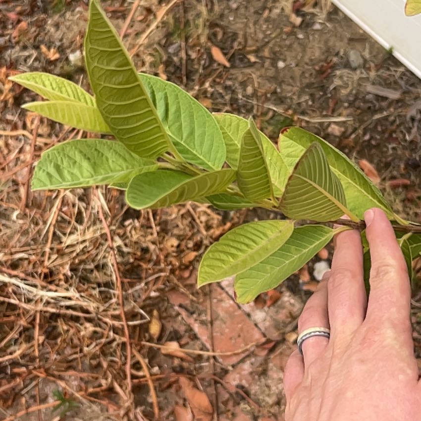 Photo of the plant species Guava Tree by @SmileyCowbane5 named Girlfrond on Greg, the plant care app