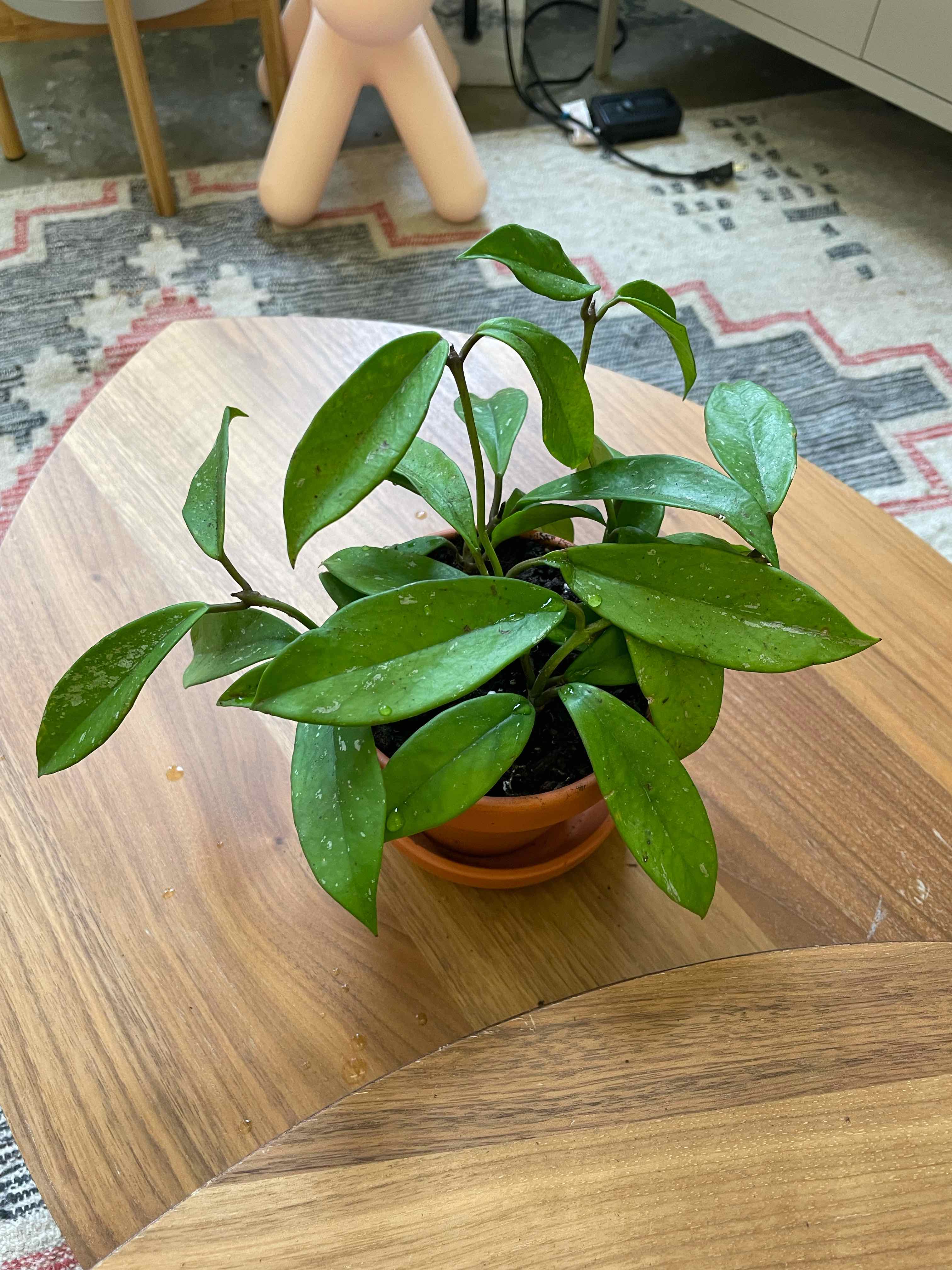 Healthy Porcelain Flower plant in a small pot on a wooden surface.