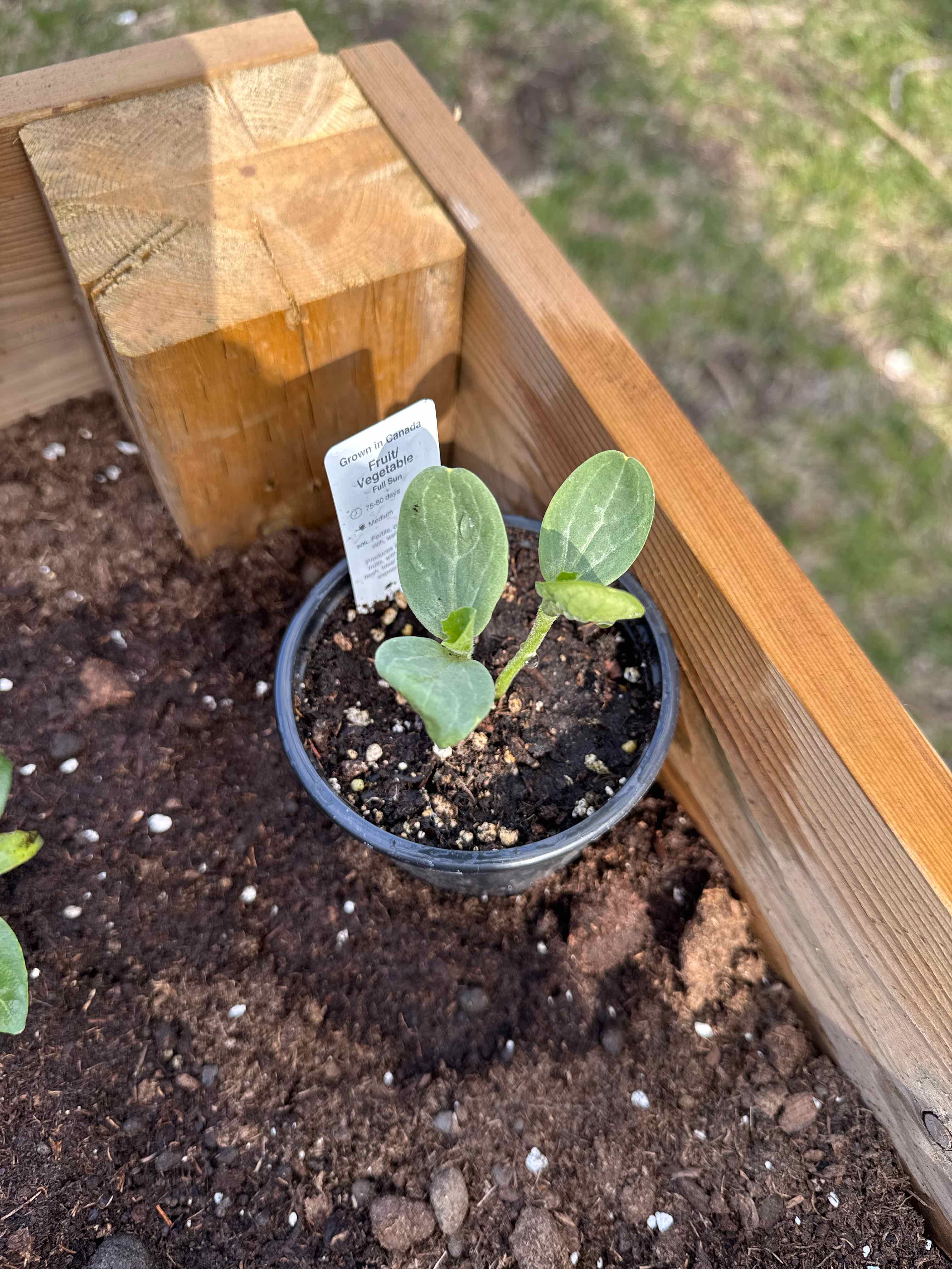 Photo of the plant species Sugar Baby Watermelon by @DaringChervil44 named Aristotle on Greg, the plant care app