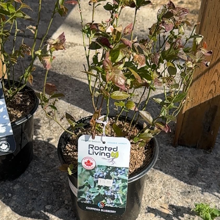 Photo of the plant species Blueberry 'Chippewa' by @DaringChervil44 named Hamilton on Greg, the plant care app