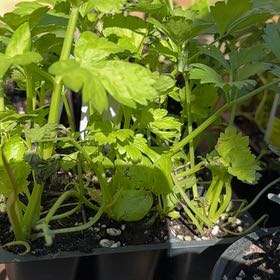 Photo of the plant species Leaf Celery by @DaringChervil44 named Beyonce on Greg, the plant care app