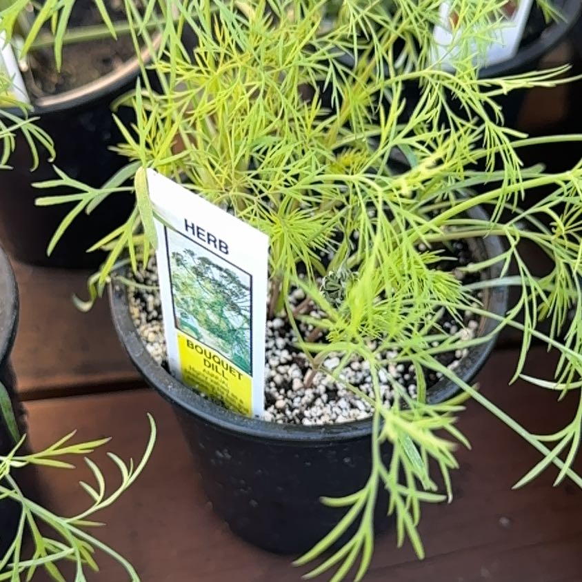 Photo of the plant species Dill by @DaringChervil44 named Gomez on Greg, the plant care app