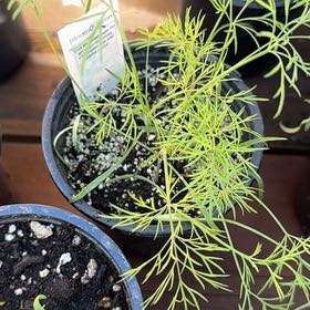 Photo of the plant species Dill by @DaringChervil44 named Austen on Greg, the plant care app