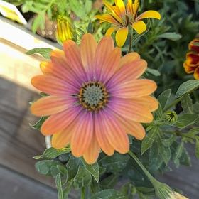 Photo of the plant species African Daisy by @DaringChervil44 named Baesil on Greg, the plant care app