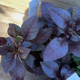 Photo of the plant species Alternanthera 'Choco Chili' by @DaringChervil44 named Orlando Bloom on Greg, the plant care app