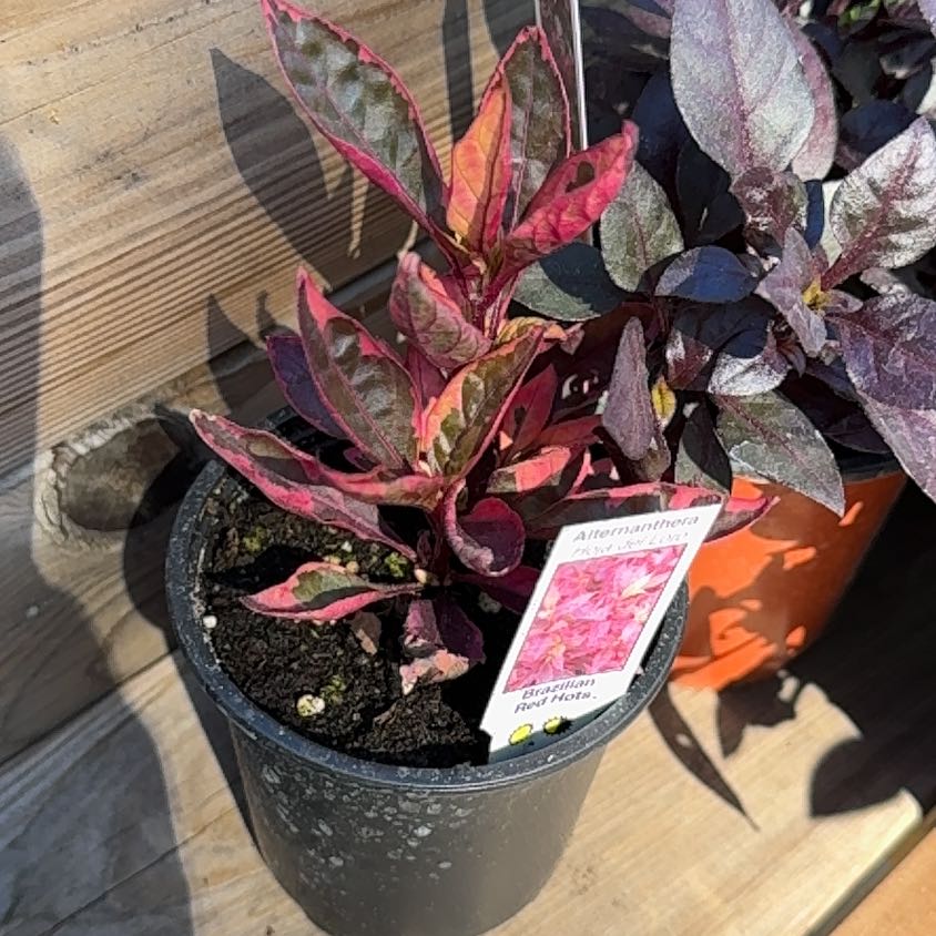 Photo of the plant species Joseph's Coat 'Partytime' by @DaringChervil44 named Harmony on Greg, the plant care app