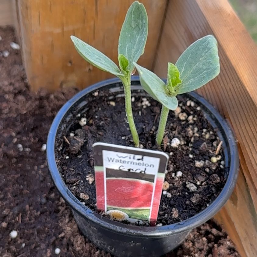 Photo of the plant species Watermelon by @DaringChervil44 named Duke on Greg, the plant care app