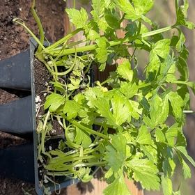 Photo of the plant species Leaf Celery by @DaringChervil44 named Peter Parker on Greg, the plant care app