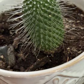 Photo of the plant species Owl's Eye Cactus by @FabEndive72 named Michelle Branch on Greg, the plant care app