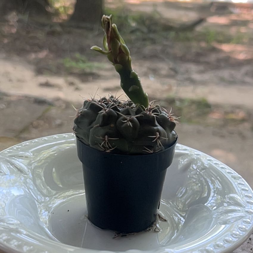 Photo of the plant species Spider Cactus by @LovablyHedera52 named Planty on Greg, the plant care app