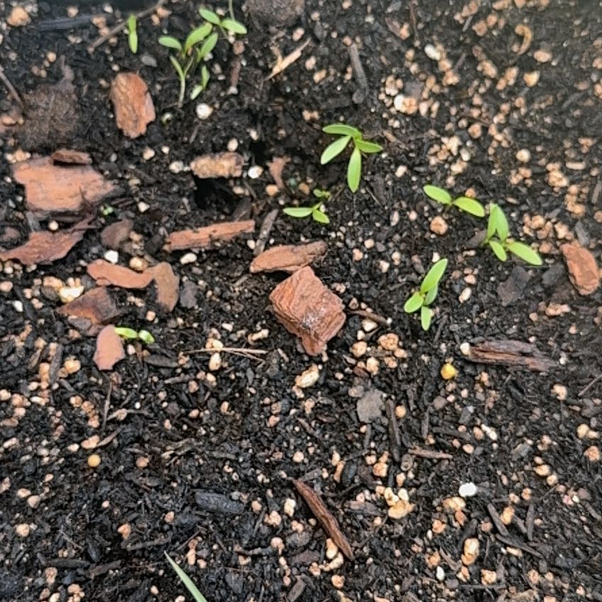 Photo of the plant species Cilantro 'Filtro' by @ClubbyNiaouli20 named Dylon on Greg, the plant care app