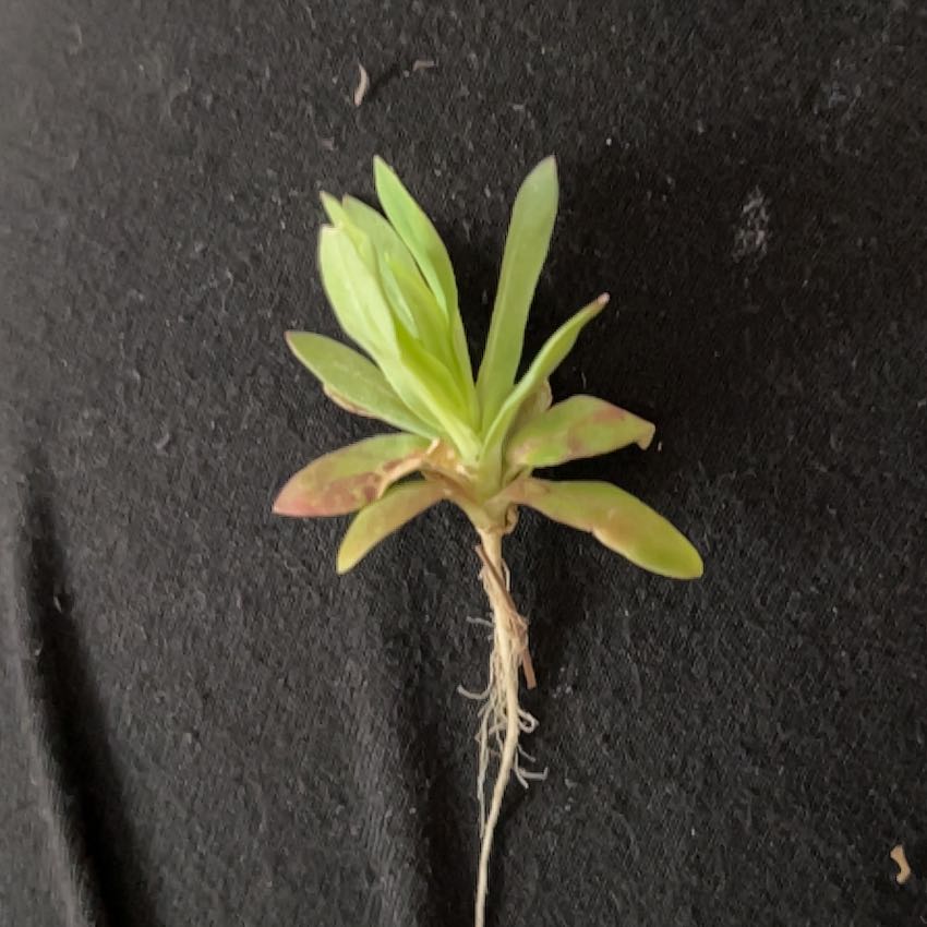 Photo of the plant species San Gabriel River Dudleya by @IdolAllspice28 named Bruce Lee on Greg, the plant care app