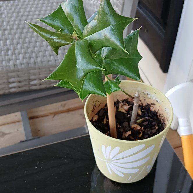 Photo of the plant species Chinese Holly by @YokeRoussea40 named Planty on Greg, the plant care app
