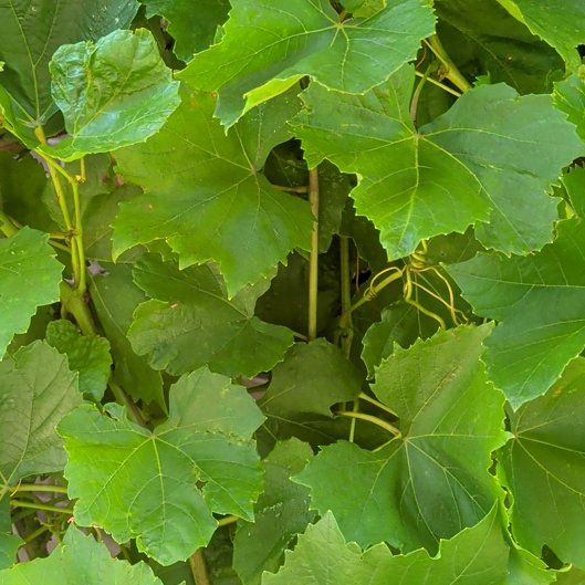 Photo of the plant species Concord Grape by @BigAnahaw67 named Doja Cat on Greg, the plant care app