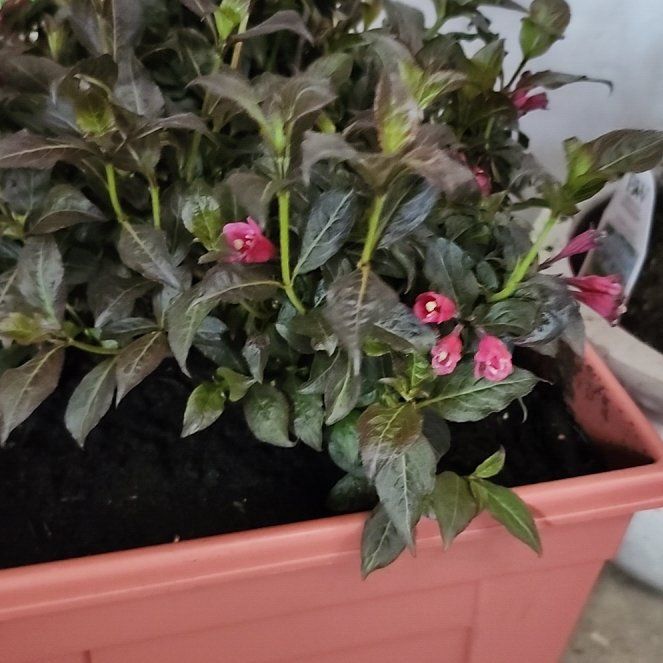 Photo of the plant species Fine Wine Weigela by @DotingViolet32 named Osmo on Greg, the plant care app