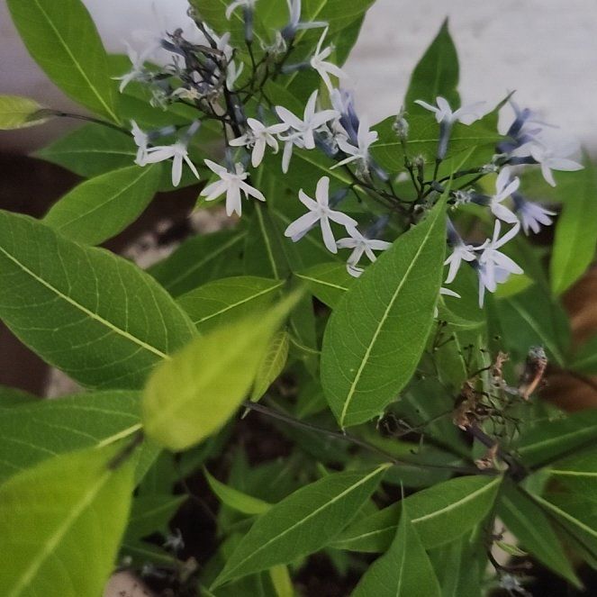 Photo of the plant species Texas-Star by @DotingViolet32 named Zion on Greg, the plant care app