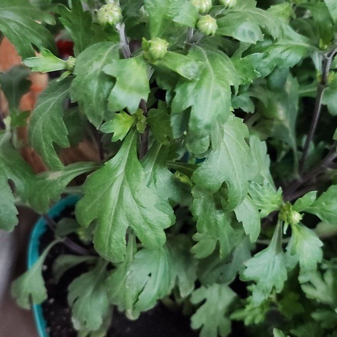 Photo of the plant species Florist's Daisy by @DotingViolet32 named Tolkien on Greg, the plant care app
