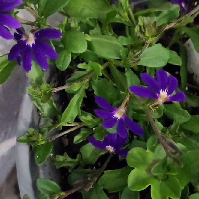 Photo of the plant species Scaevola Aemula by @DotingViolet32 named Luna on Greg, the plant care app