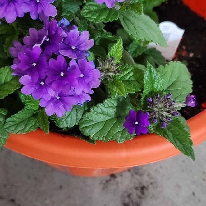 Photo of the plant species Slender Vervain by @DotingViolet32 named Lola on Greg, the plant care app