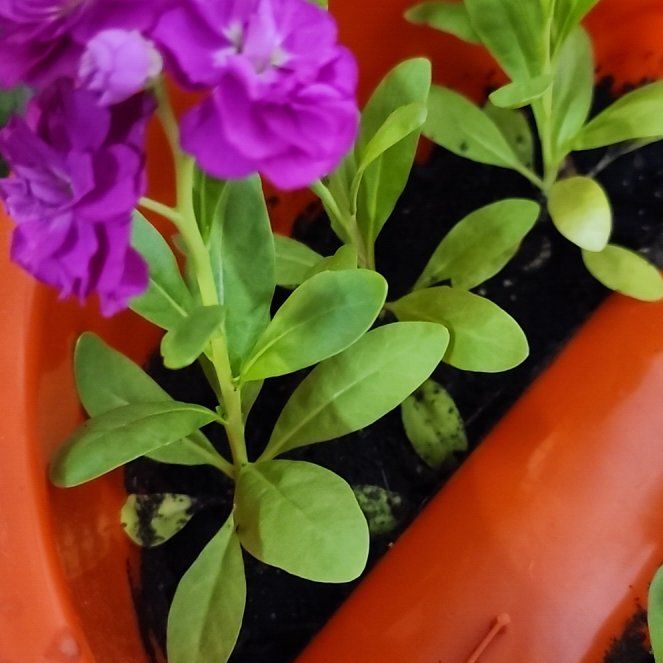 Photo of the plant species Brompton Stock by @DotingViolet32 named Rihanna on Greg, the plant care app