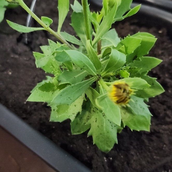 Photo of the plant species African Daisy 'Mira' by @DotingViolet32 named Aria on Greg, the plant care app