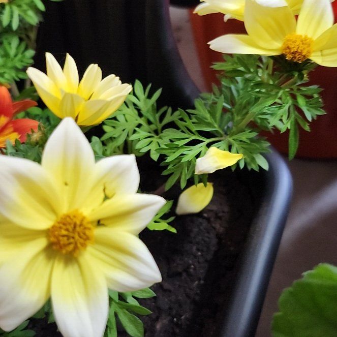 Photo of the plant species Bidens by @DotingViolet32 named Eva on Greg, the plant care app