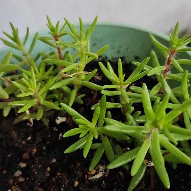 Photo of the plant species Chisme by @DotingViolet32 named LiloStitch on Greg, the plant care app