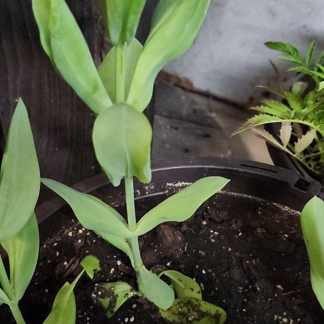 Photo of the plant species Lisianthus 'ABC 1 Rose' by @DotingViolet32 named Maya on Greg, the plant care app