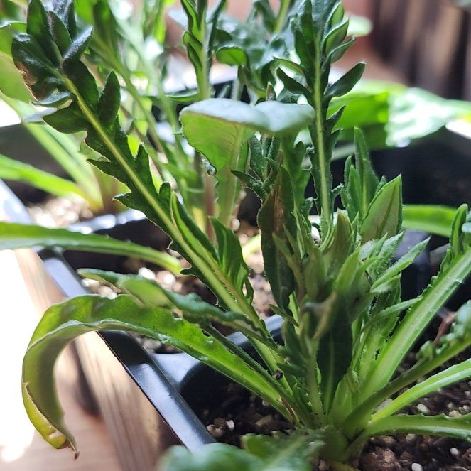 Photo of the plant species Gazania 'Tiger' by @DotingViolet32 named Remington on Greg, the plant care app
