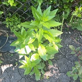 Photo of the plant species Fringed Willowherb by @PrincessRye25 named Zeus on Greg, the plant care app