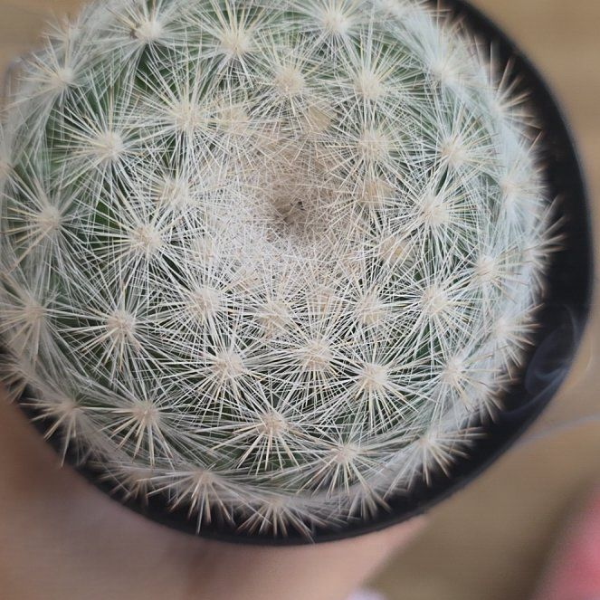 Photo of the plant species Mammilloydia by Sasha named Luna on Greg, the plant care app