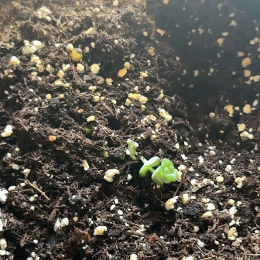 Photo of the plant species Sand Pygmyweed by @YardBogbean73 named Drake on Greg, the plant care app