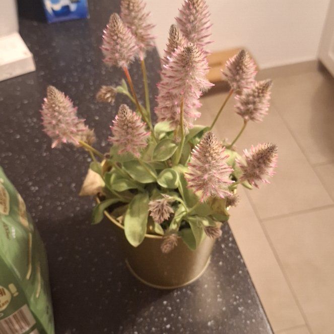 Photo of the plant species Pink Mulla Mulla by @RootedDuwei0 named Forrest on Greg, the plant care app