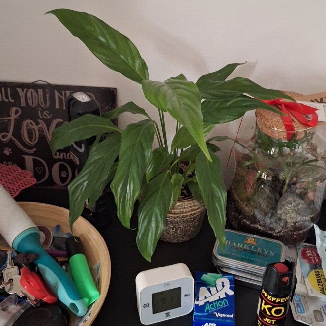 Photo of the plant species White Peace Lily by @RootedDuwei0 named Delilah on Greg, the plant care app