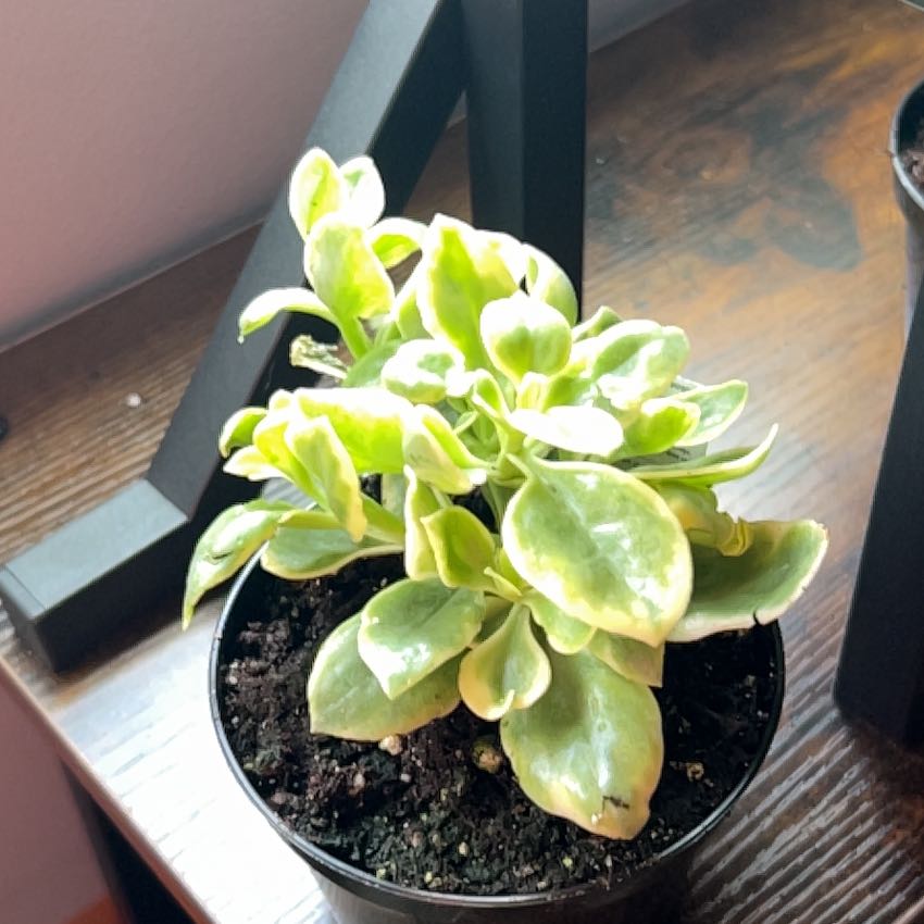 Photo of the plant species mezoo trailing red by @Shortnesss1986 named Mezoo on Greg, the plant care app
