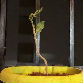 Photo of the plant species Peanut Butter Fruit by @PrimalComet33 named Bieber on Greg, the plant care app