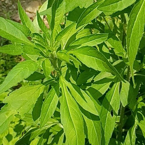 Photo of the plant species Giant Ragweed by @PoetFord7 named Denali on Greg, the plant care app