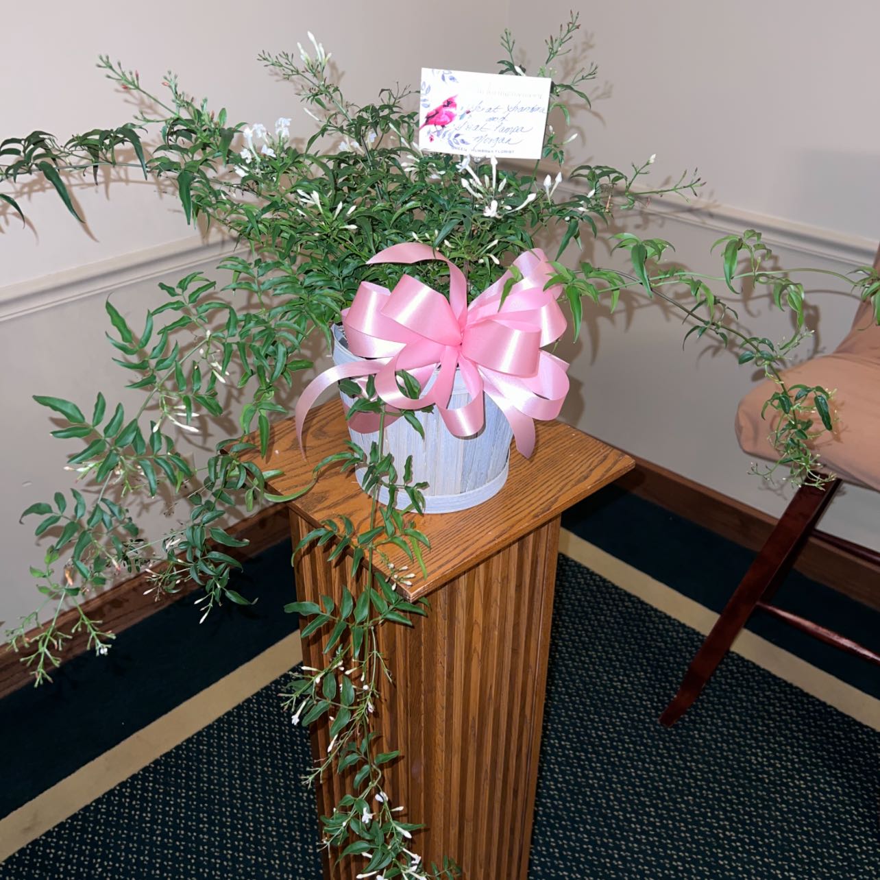 Photo of the plant species White Jasmine by @ProNeslia22 named Jasmine on Greg, the plant care app