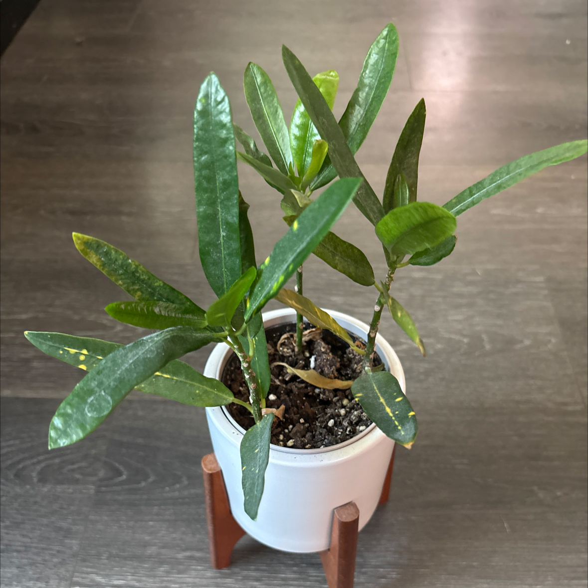 Photo of the plant species Sunny Star Croton by @NeatLemonbalm78 named Estrella on Greg, the plant care app
