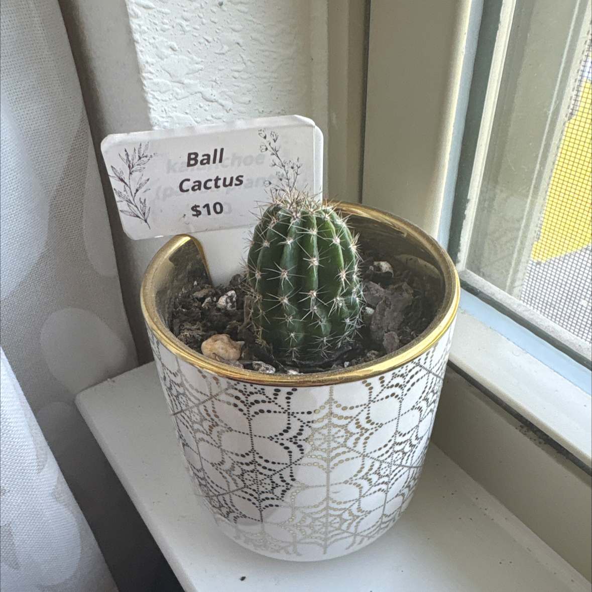 Photo of the plant species Miniature Barrel Cactus by @NeatLemonbalm78 named Denali on Greg, the plant care app