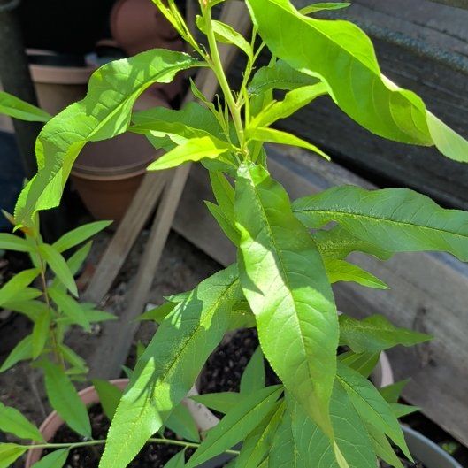 Photo of the plant species Peach Tree by @SpecialWoreya36 named Oscar on Greg, the plant care app