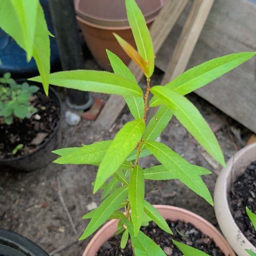 Photo of the plant species Peach Tree by @SpecialWoreya36 named Gomez on Greg, the plant care app
