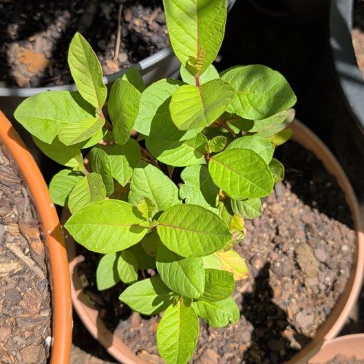 Photo of the plant species Guava Tree by @SpecialWoreya36 named Drake on Greg, the plant care app