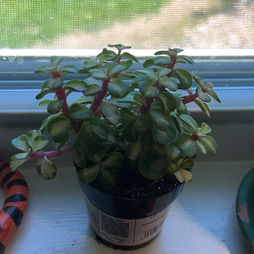 Photo of the plant species Portulacaria afra 'Kaleidoscope' by @SirAgave59 named Ulysses S Plant on Greg, the plant care app