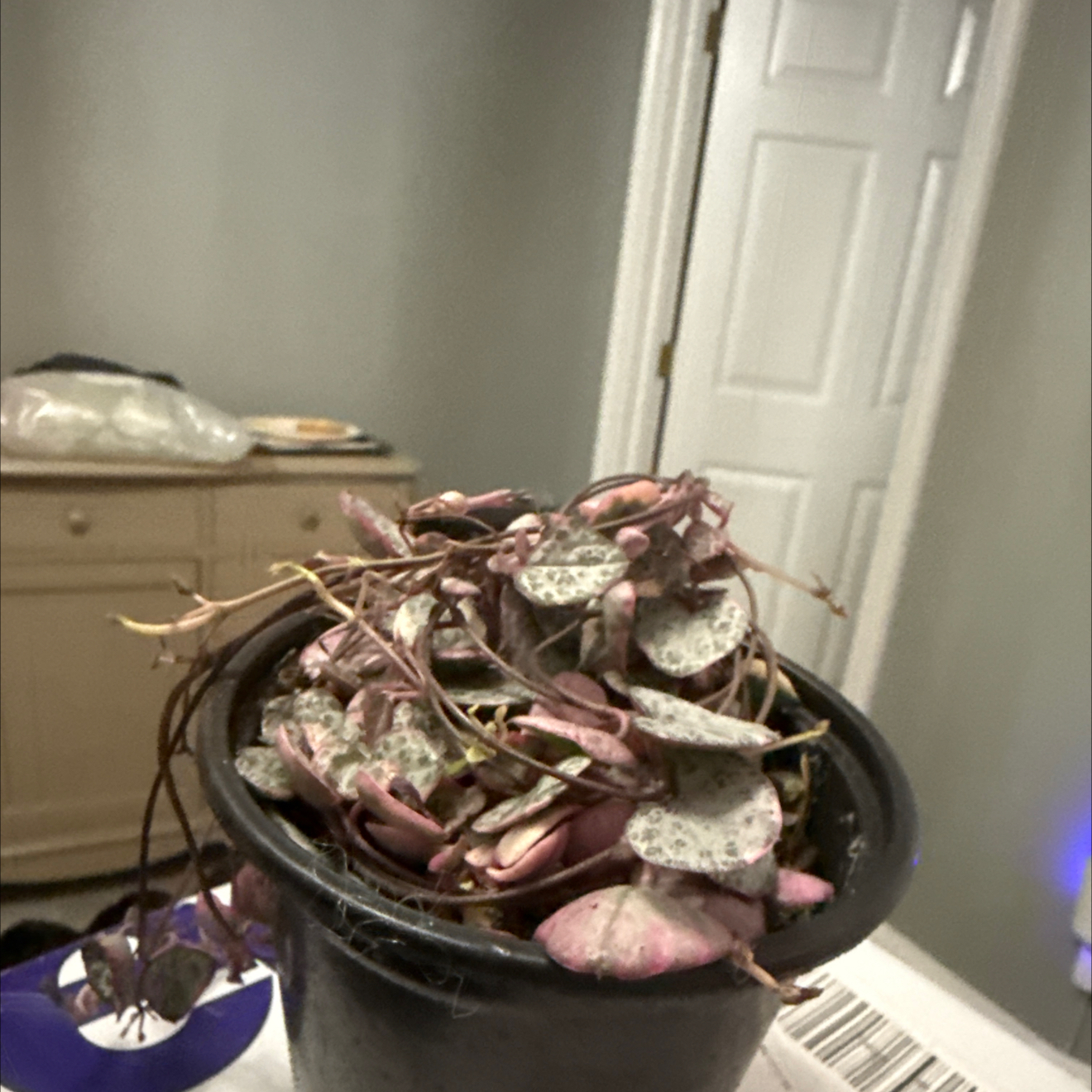 Photo of the plant species String of Hearts, varigated by @PrimeBabystears named Bob on Greg, the plant care app