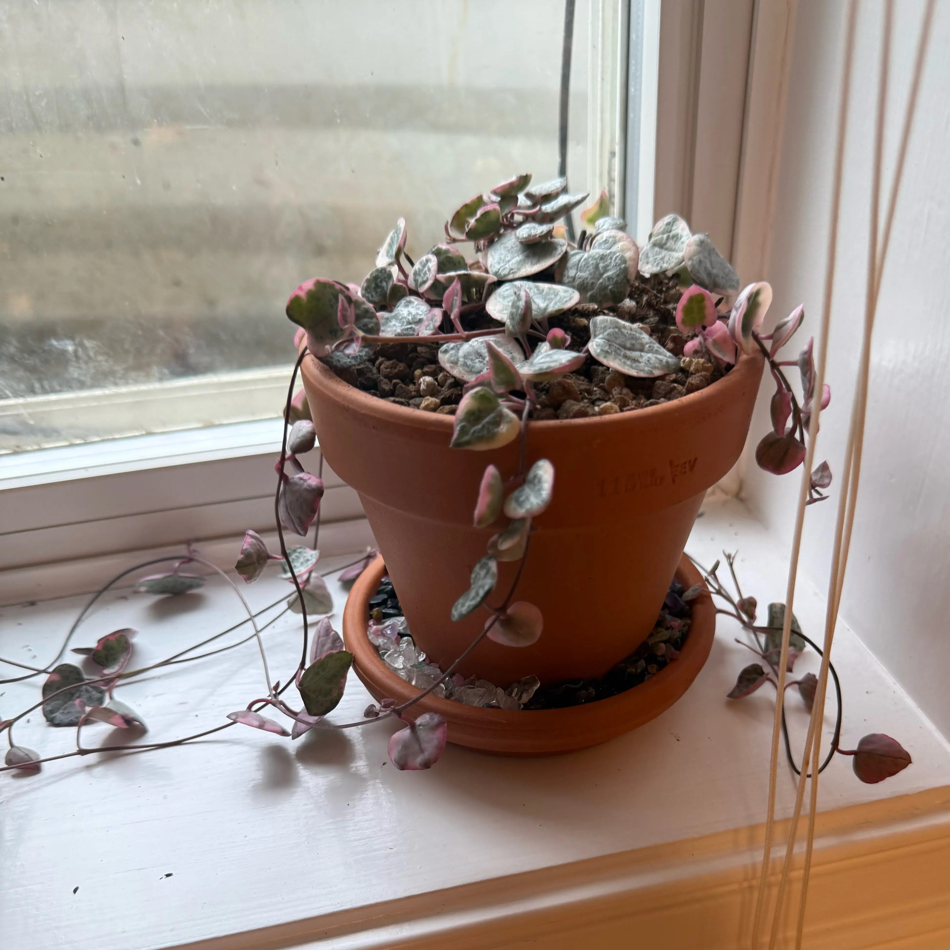 Photo of the plant species String of Hearts, varigated by @PrimeBabystears named Bob on Greg, the plant care app