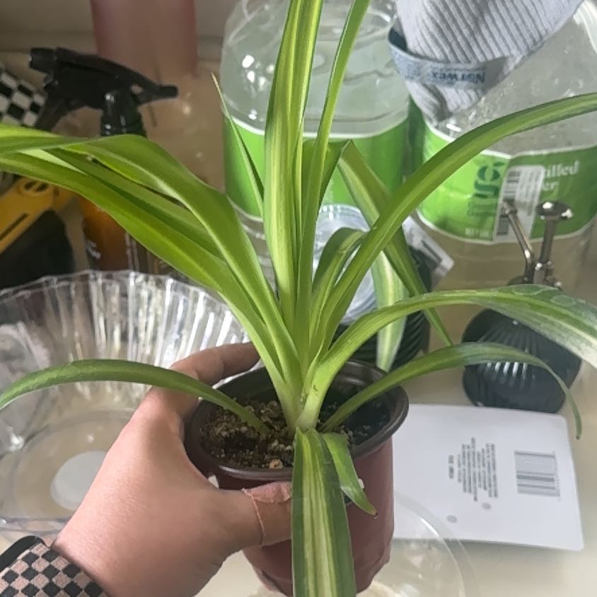 Photo of the plant species Hawaiian Spider Plant by @CaptainAcajou61 named Shakira on Greg, the plant care app