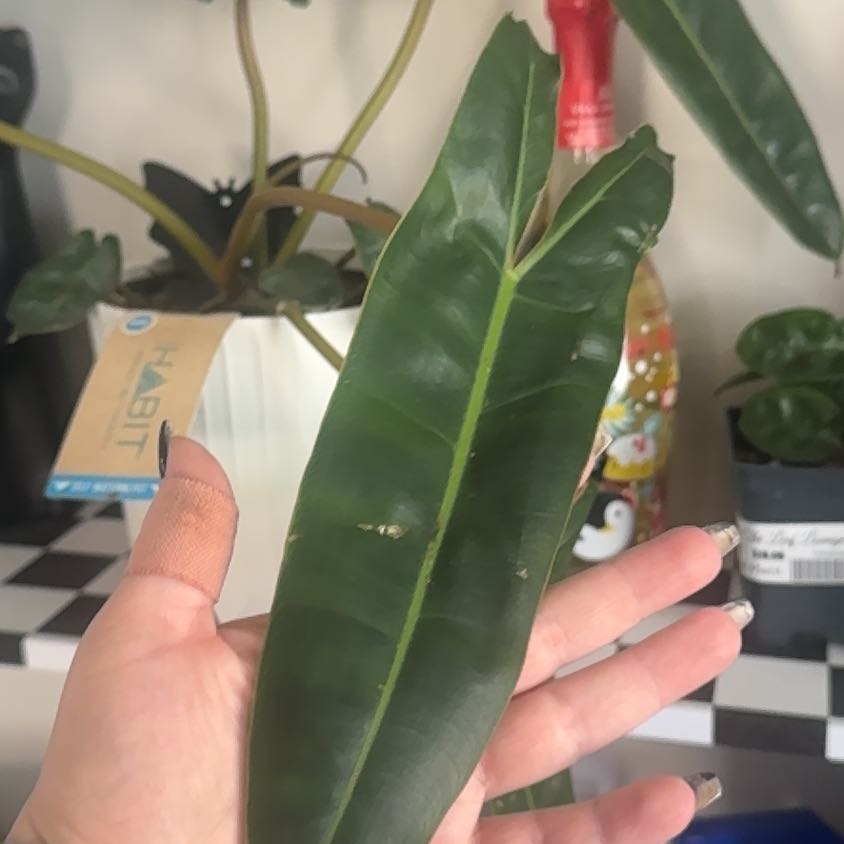 Photo of the plant species Philodendron billietiae by @CaptainAcajou61 named Bodhi on Greg, the plant care app
