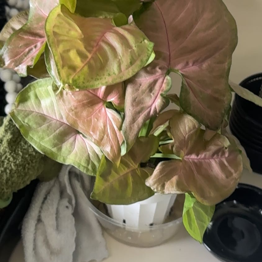 Photo of the plant species Syngonium by @CaptainAcajou61 named Pinker on Greg, the plant care app